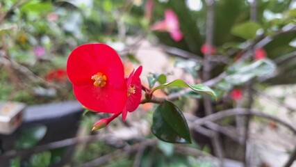 Obraz premium Beautiful red blooms of Euphorbia milii (Crown of Thorns) with fresh green foliage, a vibrant image of tropical flora.