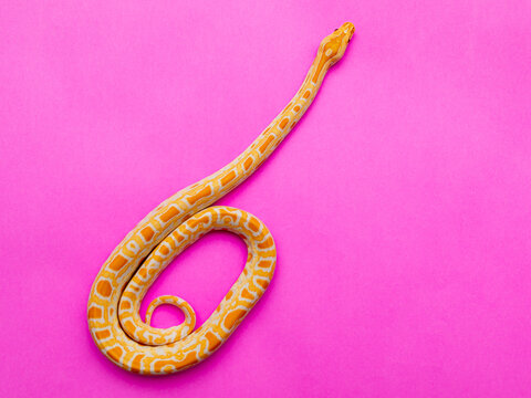 Python molurus bivitattus is one of the largest species of snakes. It is native to a large area of Southeast Asia but is found as an invasive species elsewhere