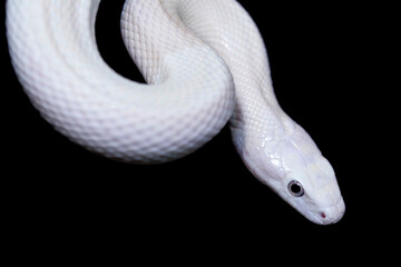 The Texas rat snake (Elaphe obsoleta lindheimeri ) is a subspecies of rat snake, a nonvenomous colubrid found in the United States, primarily within the state of Texas.