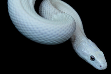 The Texas rat snake (Elaphe obsoleta lindheimeri ) is a subspecies of rat snake, a nonvenomous colubrid found in the United States, primarily within the state of Texas.