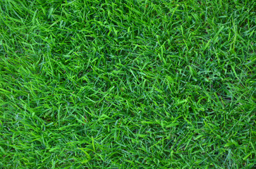 Frech green grass background .top view. Nature ,backgrounds, environment .