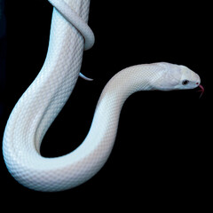 The Texas rat snake (Elaphe obsoleta lindheimeri ) is a subspecies of rat snake, a nonvenomous colubrid found in the United States, primarily within the state of Texas.