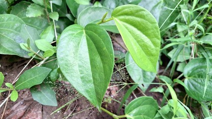 Piper Betle (Betel) Leaves: Fresh Green Heart-Shaped Foliage Growing in a Garden Setting in...