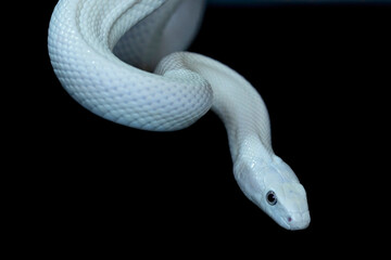 The Texas rat snake (Elaphe obsoleta lindheimeri ) is a subspecies of rat snake, a nonvenomous colubrid found in the United States, primarily within the state of Texas.