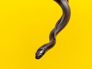 The Mexican black kingsnake (Lampropeltis getula nigrita) is part of the larger colubrid family of snakes, and a subspecies of the common kingsnake.