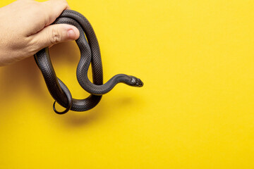 The Mexican black kingsnake (Lampropeltis getula nigrita) is part of the larger colubrid family of snakes, and a subspecies of the common kingsnake.