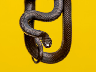 Obraz premium The Mexican black kingsnake (Lampropeltis getula nigrita) is part of the larger colubrid family of snakes, and a subspecies of the common kingsnake.