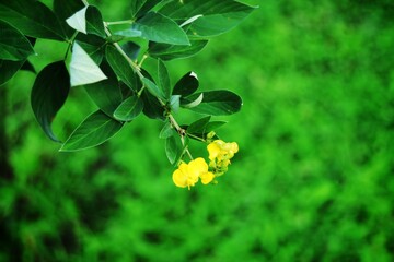 Yellow flowers in the garden.