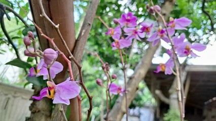 Close-up of Elegant White and Pink Doritaenopsis Orchid Bloom, a Phalaenopsis pulcherrima Hybrid Captured in Natural Light Outdoors	