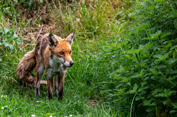 Adult red fox, vulpes vulpes, with spring moult fur