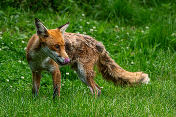 Adult red fox, vulpes vulpes, with spring moult fur
