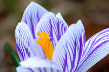 A single purple and white crocus flower grows in a lush green garden. The vibrant purple flower has a yellow center and long green stems. The flower petals are soft, vibrant, and silky. 