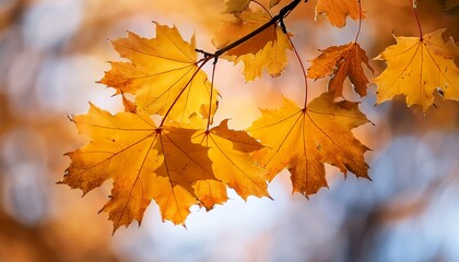 Fototapeta premium yellow maple leaves on a twig in autumn