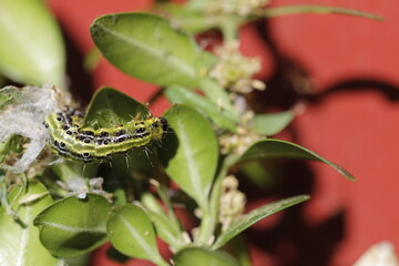 Caterpillar of the box tree moth