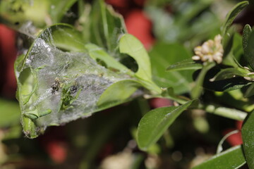 Caterpillar of the box tree moth