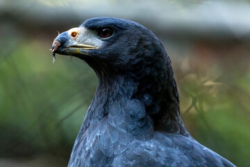 The adult great black hawk is 56 to 64 centimetres (22 to 25 in) long and weighs 1.1 kilograms
