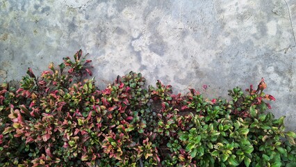 Top View of Alternanthera Foliage with Multicolor Leaves in Red, Green, and Yellow Tones for Natural Background, Texture, and Garden Landscape Design	
