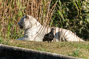 White Panthera tigris tigris is the native tiger subspecies of mainland Asia