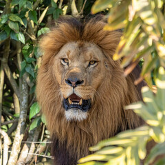 Fototapeta premium Extreme close up in lion in the forest