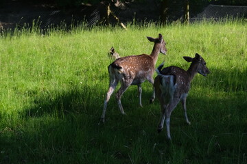 Deer grazing in a green meadow. The reindeer are eating grass. 