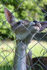 A close-up of a deer's muzzle. A deer on a green meadow. 