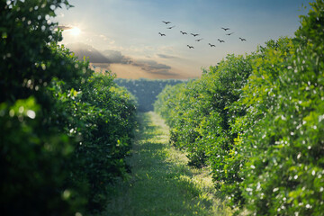 Obraz premium orange trees in plantation in sunset.