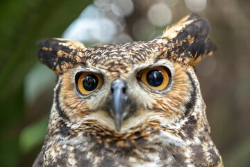 The great horned owl (Bubo virginianus), also known as the tiger owl or the hoot owl, is a large...