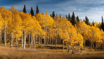 Fototapeta premium fall aspen trees