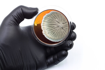 Black glove with a microbiological culture of fungi.