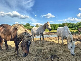 Chevaux qui mangent du foin 