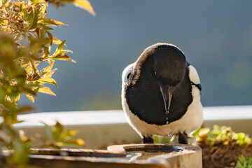 A magpie rehydrates at a watering hole