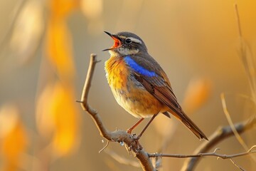 Fototapeta premium Bluethroat, Luscinia svecica. A bird sits on a dry branch and sings