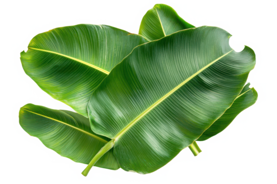 Banana leaves tropical green plant on transparent background - Powered by Adobe