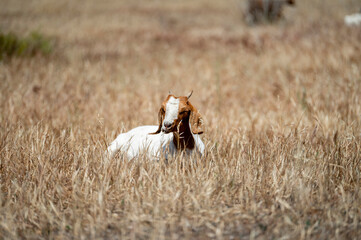 Goats in a field grazing and relaxing 