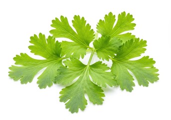 Fresh cilantro sprig with green leaves isolated on a white background