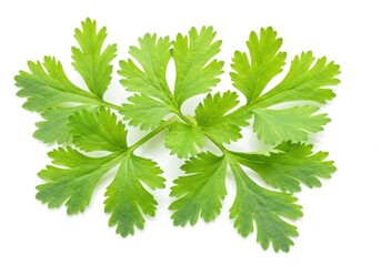 Fresh green cilantro leaves arranged on a white background