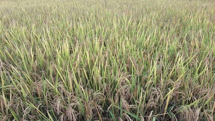 Ripe Golden Rice Paddy Field, Bright Day, Showcasing Abundant Harvest, Panoramic View of Asian Countryside, Agriculture and Food Production	