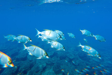 Fototapeta premium Vibrant School of Tropical Fish Swimming in Crystal Clear Ocean Waters