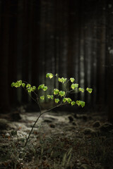 Young Sapling Glows with Life in Shadowed Forest Clearing