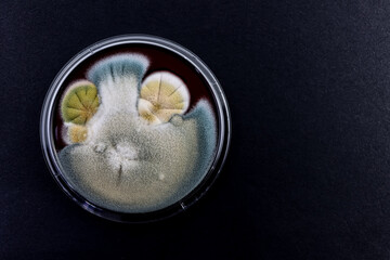 Petri dish with a microbiological culture of fungi on a black background.