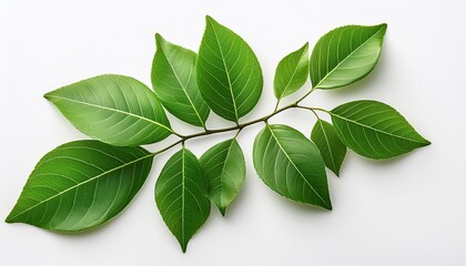 Fototapeta premium isolated green branch with leaves