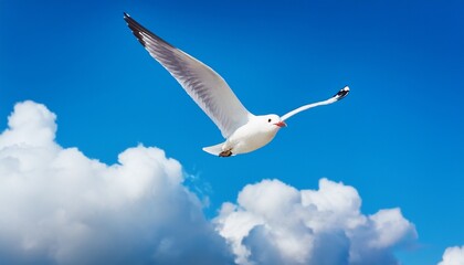Obraz premium white seagull against the background of blue sky and white clouds