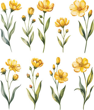 Yellow Coreopsis flower vector illustration isolated on white background. Botanical floral watercolor set.