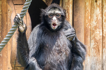 Spider monkeys are New World monkeys belonging to the genus Ateles, part of the subfamily Atelinae, family Atelidae