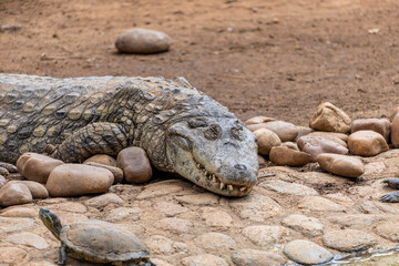Alligator sunbathing on the grass