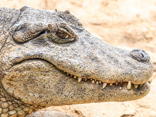 Alligator sunbathing on the grass