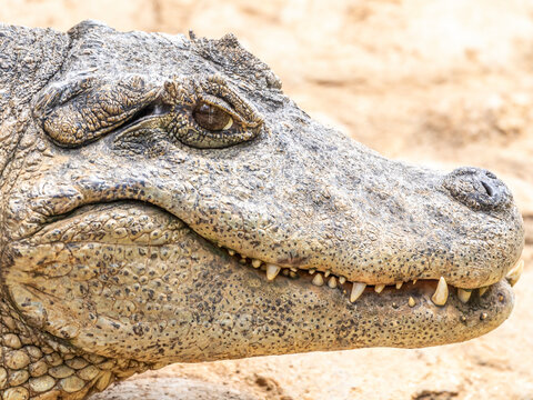 Alligator sunbathing on the grass
