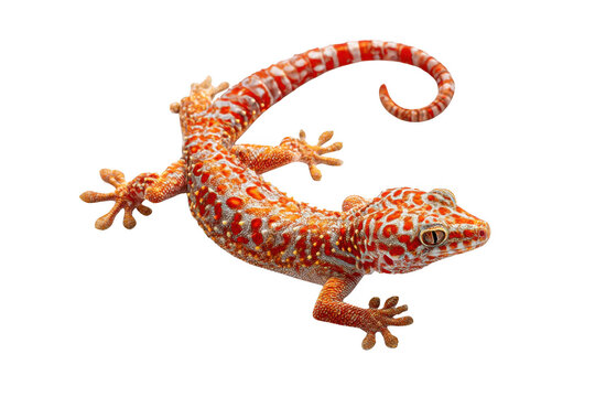 Orange gecko with spots isolated on transparent background