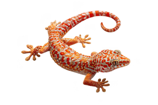Orange gecko with spots isolated on transparent background