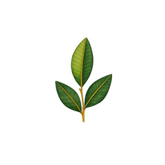 Obraz premium Simple illustration of green leaf with three parts, showcasing natural beauty and botanical detail. leaf is vibrant and fresh, symbolizing growth and nature